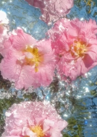 涉江采芙蓉注音版原文